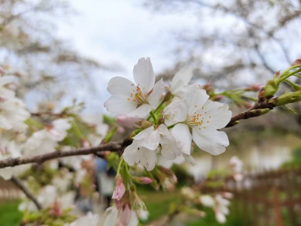 istock Tree branch with a bunch of white blossoms in closeup 1447605410
