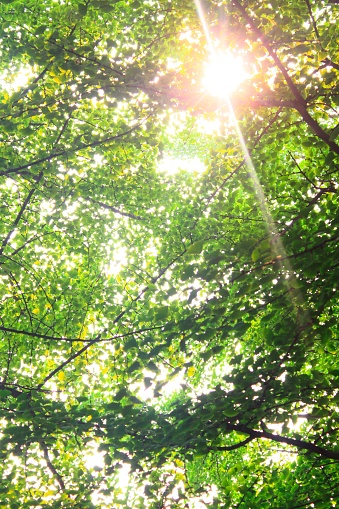 A vertical shot of a tree with green leaves and sun rays coming through them