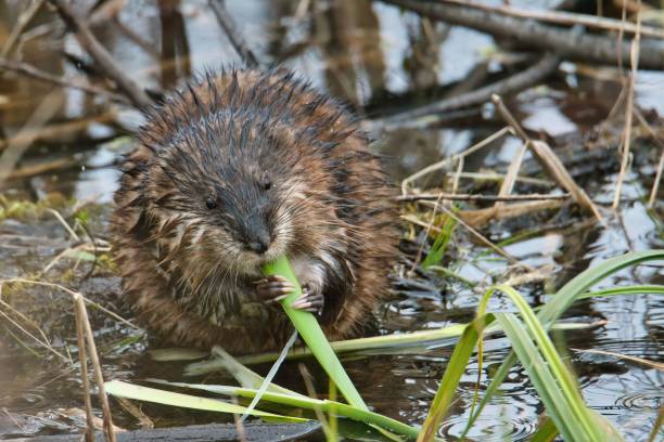 istock Lone muskrat eating grass on a swampy area 1447605599
