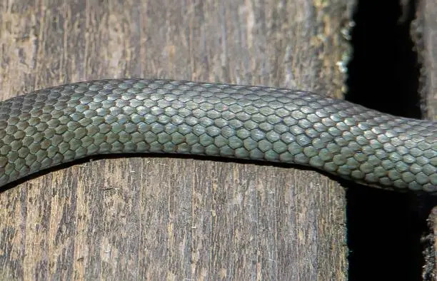 A close-up of the scales on the skin of a snake, body, reptile