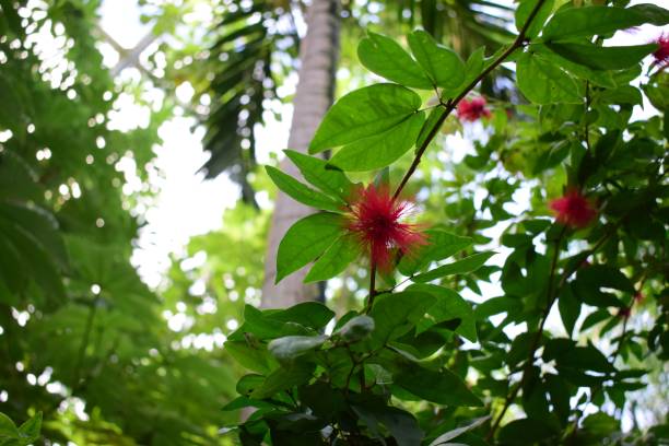 istock Orange Stifftia (Calliandra tergemina) plant growing in the forest trees light blurred background 1447606529