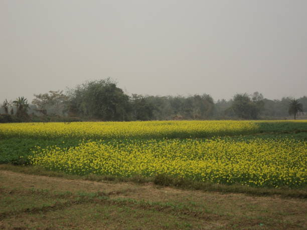 istock oil seed flower 1447607753