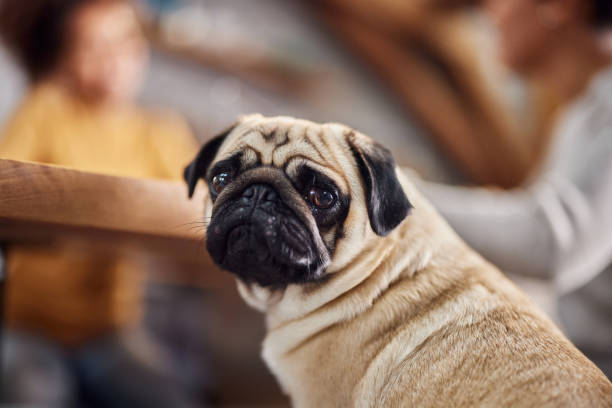 pug bonito em casa. - pug - fotografias e filmes do acervo