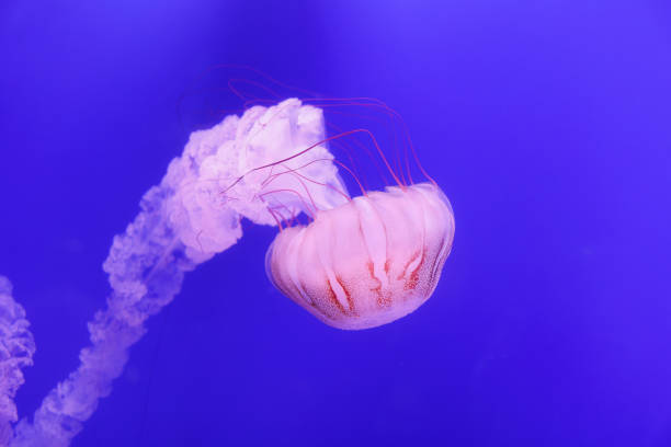 Free Stock Photo of Graceful jellyfish swimming in deep blue ocean ...