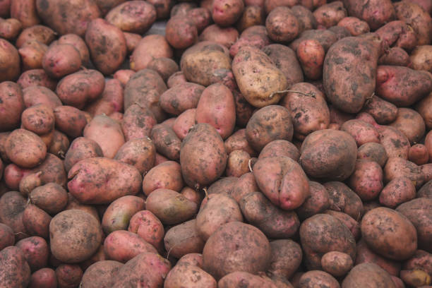 istock Freshly picked potatoes. Harvest on the farm. 1447614073