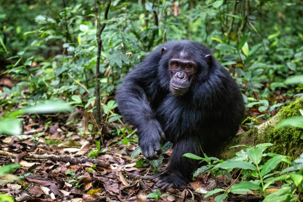 Adult chimpanzee, pan troglodytes, in the tropical rainforest of Kibale National Park, western Uganda. The park conservation programme means that some troupes are habituated for human contact stock photo
