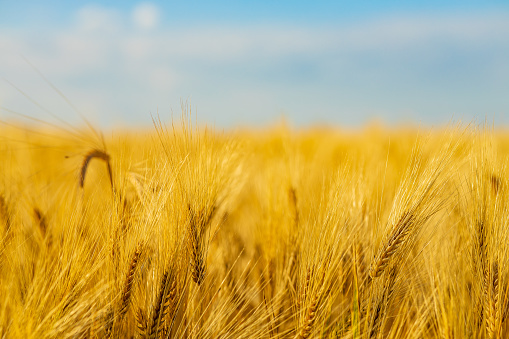Yellow agriculture field with ripe wheat and blue sky.