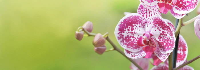 closeup on  beautiful flowers of orchid on green panoramic background