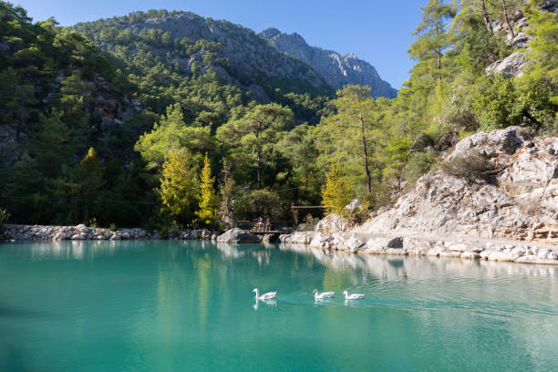 istock Wild white geese in the reservoir 1447619028