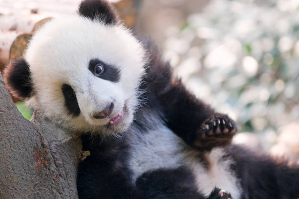 istock giant pandas enjoying sunshine 1447620711