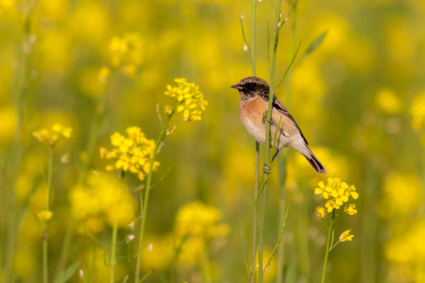 istock beautiful small bird on the branch in green background 1447620731