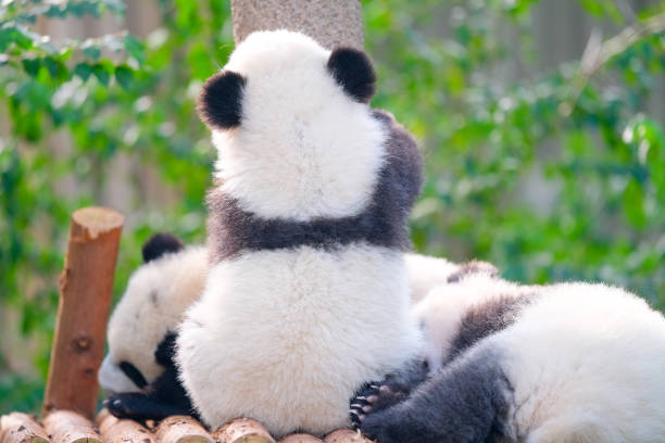 istock giant pandas enjoying sunshine 1447620956