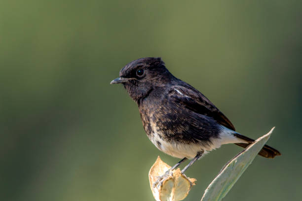 istock beautiful wildlife  tiny bird on the branch in blur green background, 1447623241