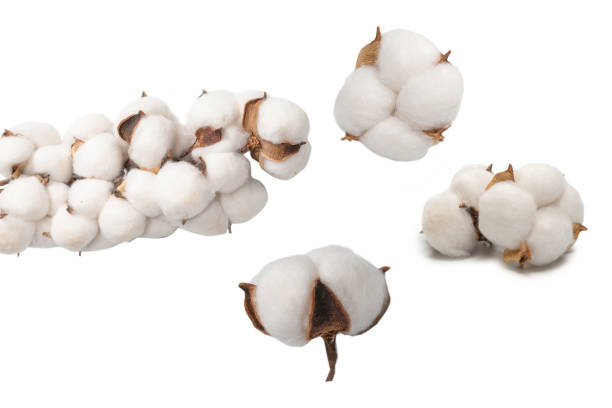 istock Cotton flower branch isolated on white background. 1447623351