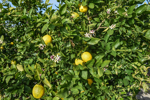 Lemon tree, Neretva valley, Croatia