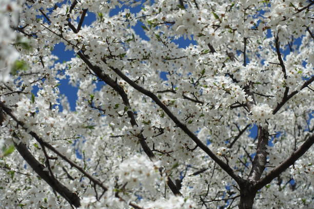 istock Thick branches of blossoming plum tree in April 1447624834