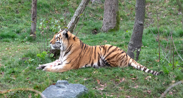 istock Amour tiger in the grass, eating 1447625221