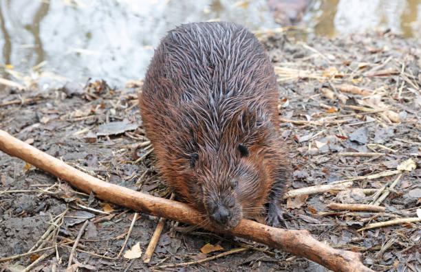 istock Beaver eating on wood, isolated and selective focus 1447625225