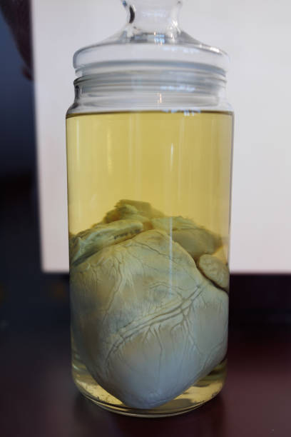 pig heart preserved in a yellow liquid in a glass jar - human artery animal artery human heart blood imagens e fotografias de stock