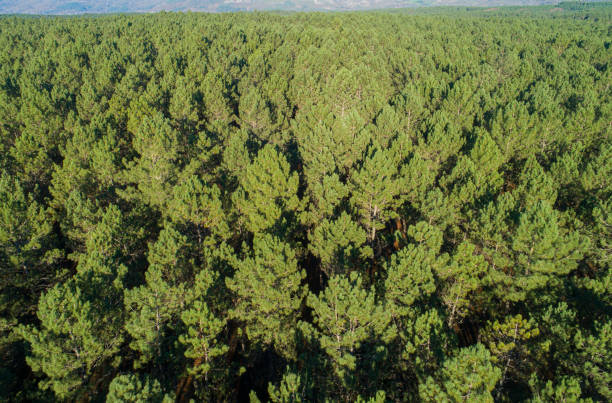 istock drone aerial view of a pine forest at sunset 1447630243