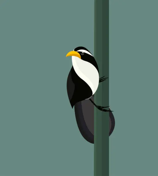 Vector illustration of Sri Lanka scimitar babbler