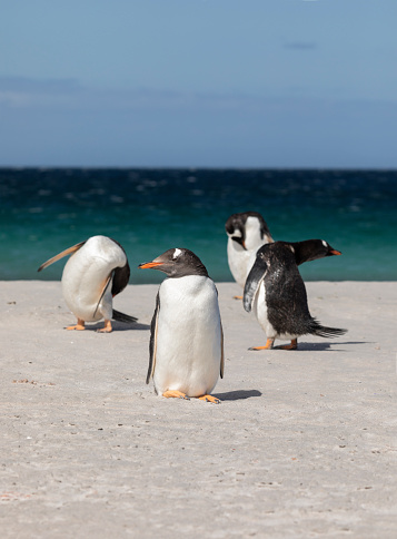 Four Gentoo Penguins Pygoscelis papua papua on a white sandy beach on Bleaker Island in the Falklands.