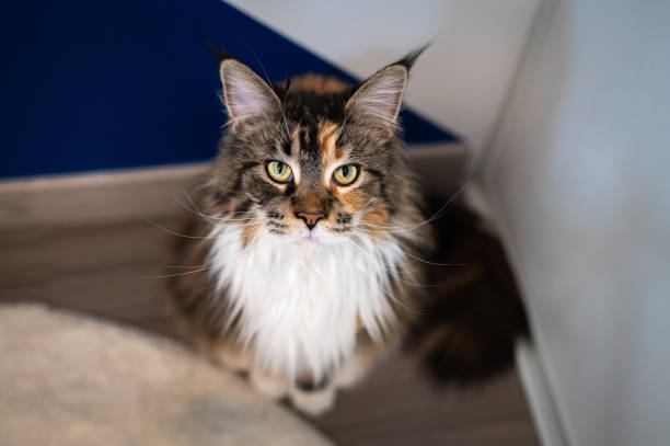 istock Portrait of main coon indoor 1447633273