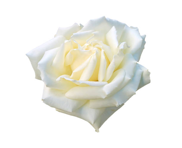 istock Blooming White Rose Isolated on White Background 1447633471
