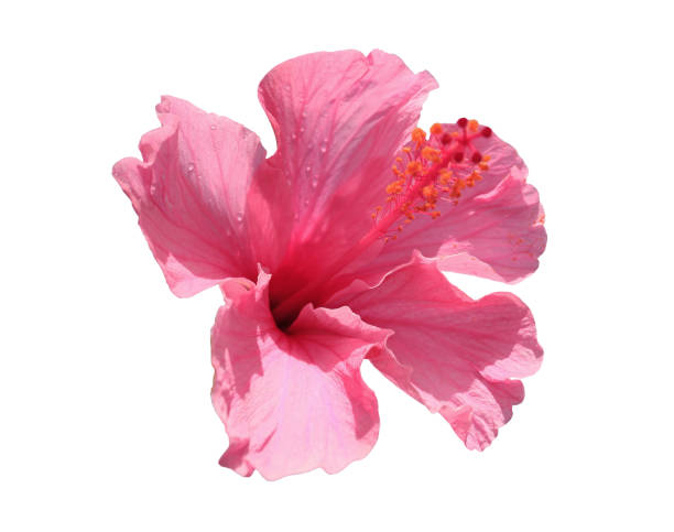 istock Blossoming Pink Hibiscus Isolated on White Background 1447633489