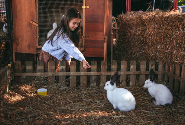 la bambina alimenta una carota nel giardino di un coniglio. i bambini giocano con gli animali. - petting zoo foto e immagini stock