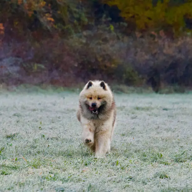 Happy  Eurasier dog in front view running alone in the middle of a frosty field