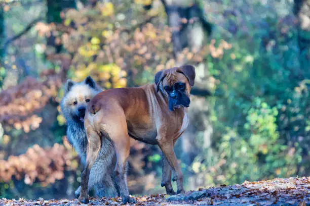 Pretty boxer dog looking down, seen in profile in a french forest in autumn with an eurasier dog hidden behind him and looking at camera.