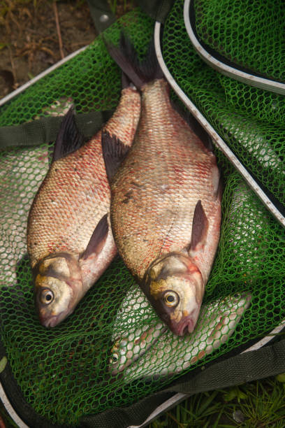 istock Two big freshwater common bream fish on green fishing net. 1447635113