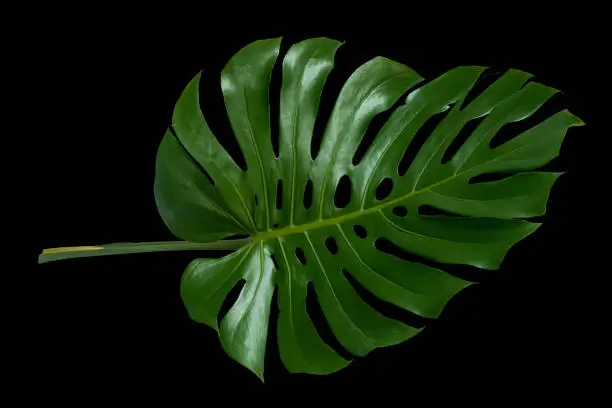 green leaves on a black background.clipping path