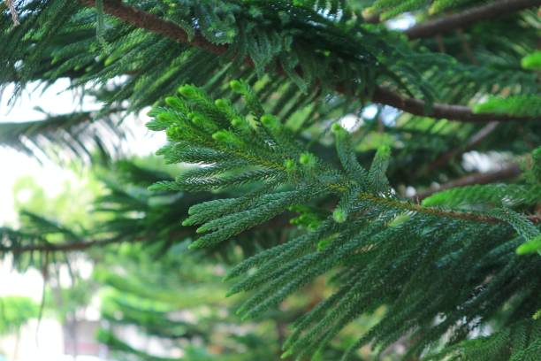 istock Pine tree is a tree that is used during Christmas and New Year celebrations 1447637374