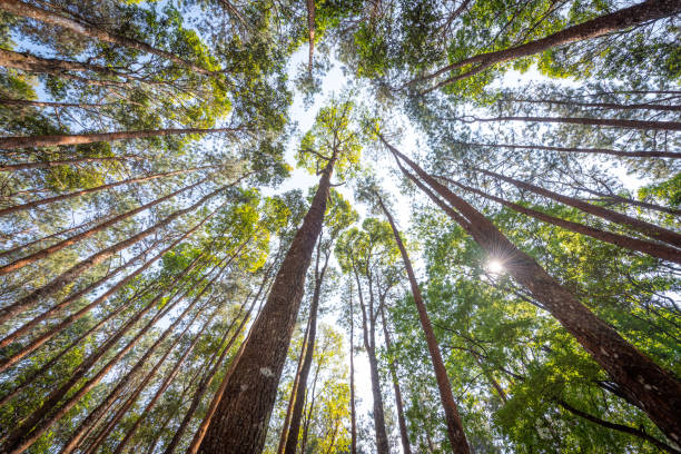 istock Rich trees in the mountain forest. 1447637567