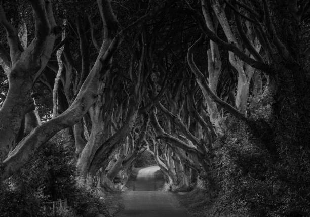 istock Trees tunnel in black and white 1447639491