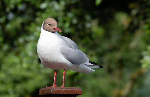 A black-headed gull perched on a wooden fence post.