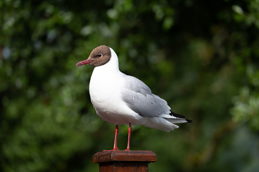 A black-headed gull perched on a wooden fence post.