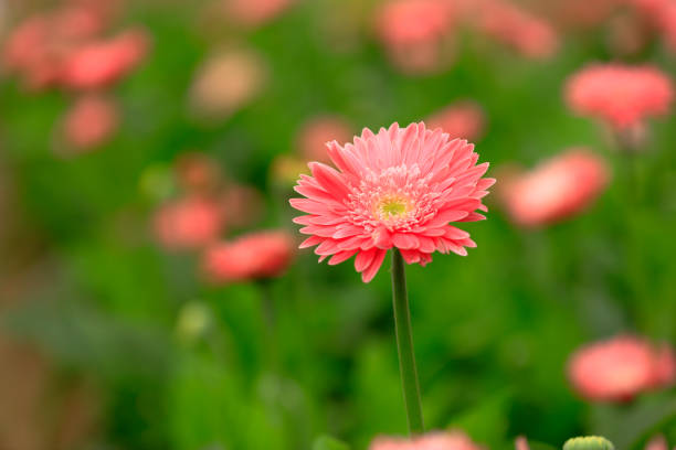 African chrysanthemum are in full bloom