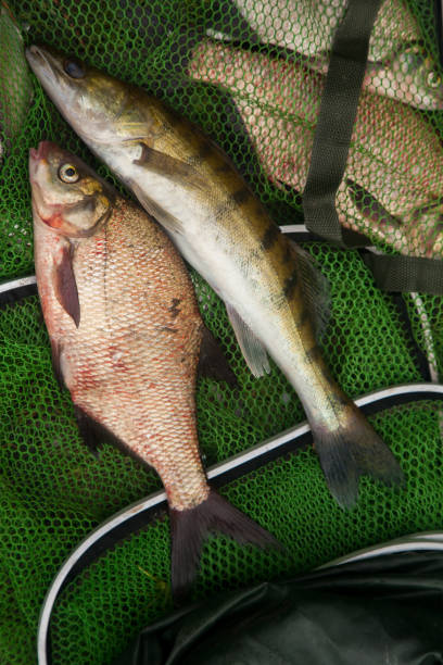istock Freshwater zander and common bream fish on keepnet with fishery catch in it. 1447642680