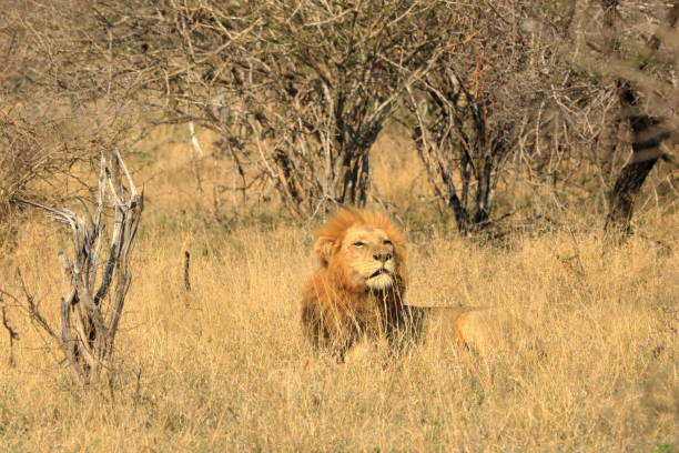 retrato de león macho africano en el parque kruger sudáfrica - control looking at camera animal direction fotografías e imágenes de stock