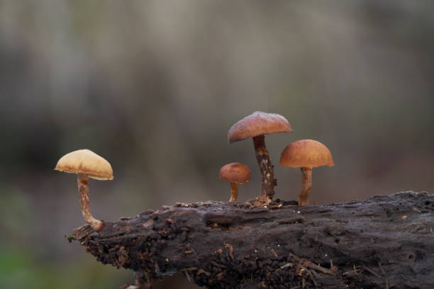 hongo venenoso mortal galerina marginata en la madera. conocida como campana funeraria, escutelaria mortal, escutelaria otoñal o galerina mortal. setas silvestres en bosques inundables. enfoque selectivo. - sphagnum bog galerina fotografías e imágenes de stock