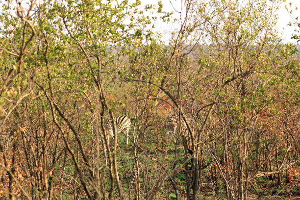 blur  in kruger parck south africa wild impala in the winter bush