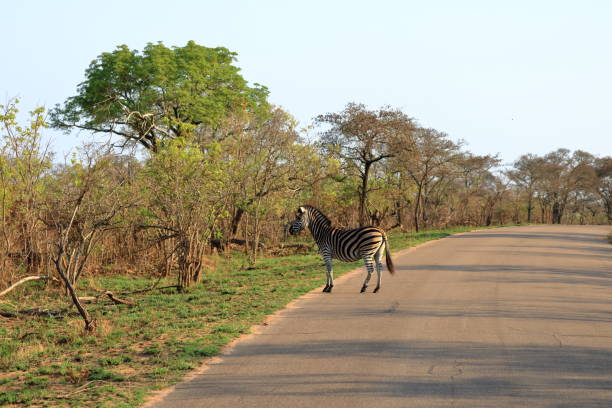 istock Cape Mountain Zebra (Equus zebra), Kruger National Park, South Africa. 1447645095