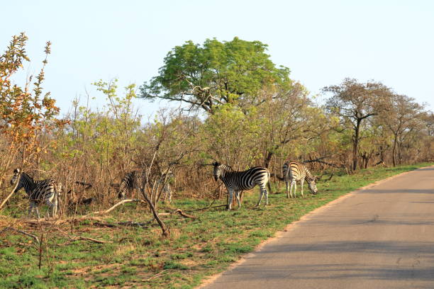 istock Cape Mountain Zebra (Equus zebra), Kruger National Park, South Africa. 1447645107