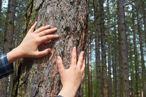 Female hands on a tree trunk as a symbolic sign that it should be cherish