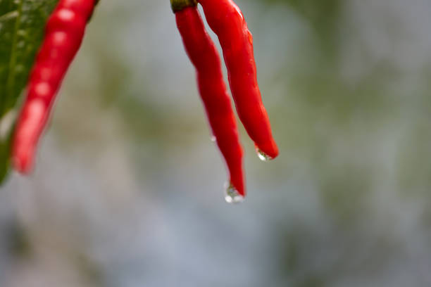 Collection of red and yellow bell peppers in vibrant color on a kitchen counter beside a transparent black pepper grinder.