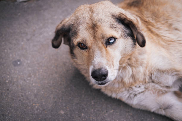 istock Homeless abandoned stray dog with very sad smart eyes 1447652842