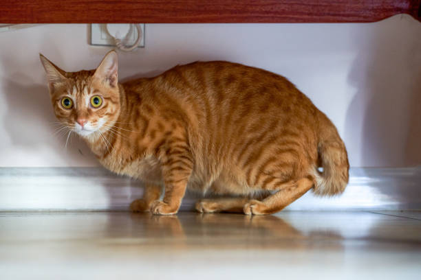 istock A cute orange Chinese pastoral cat at home 1447652951